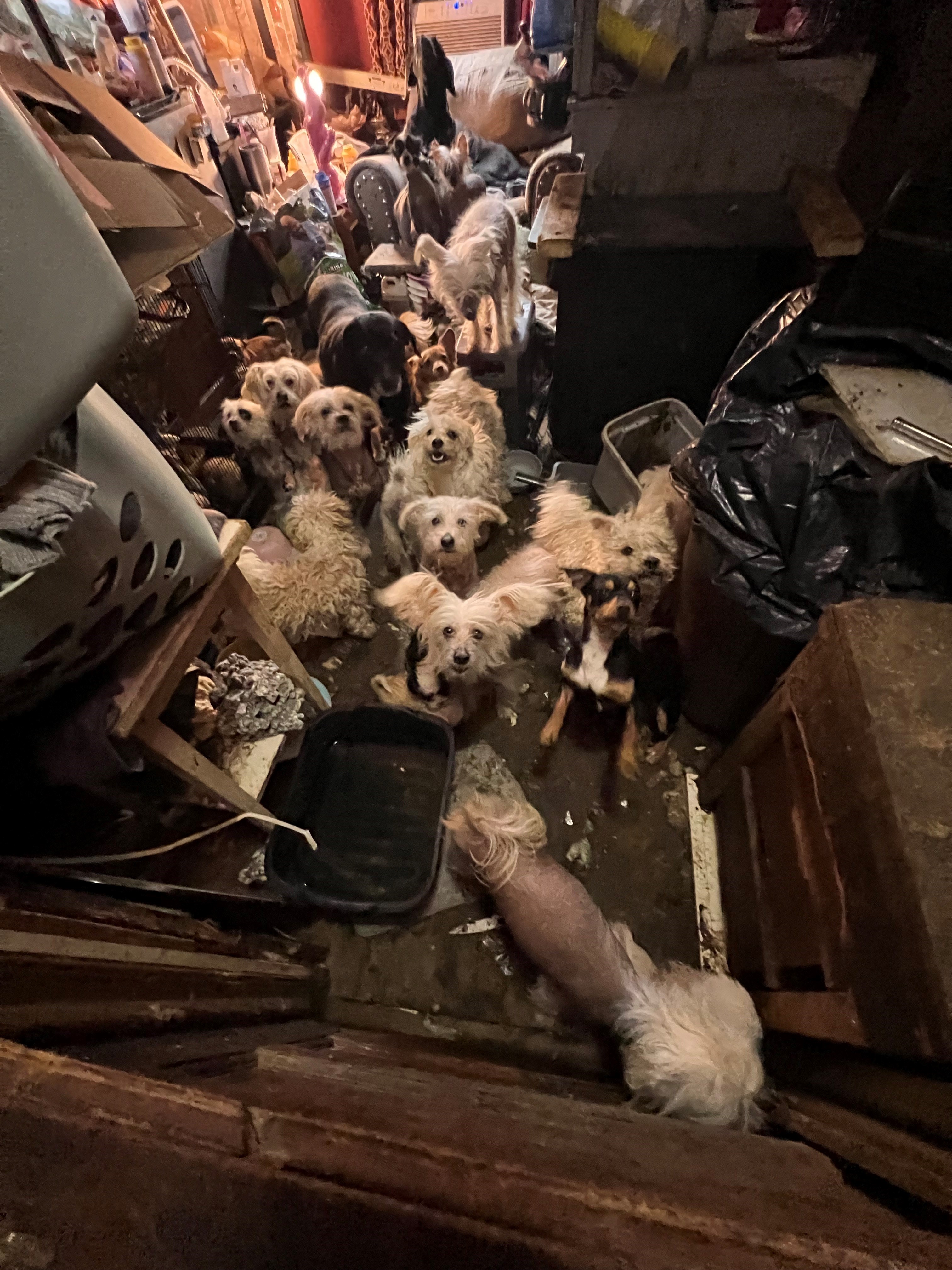 Bethel Animal Cruelty