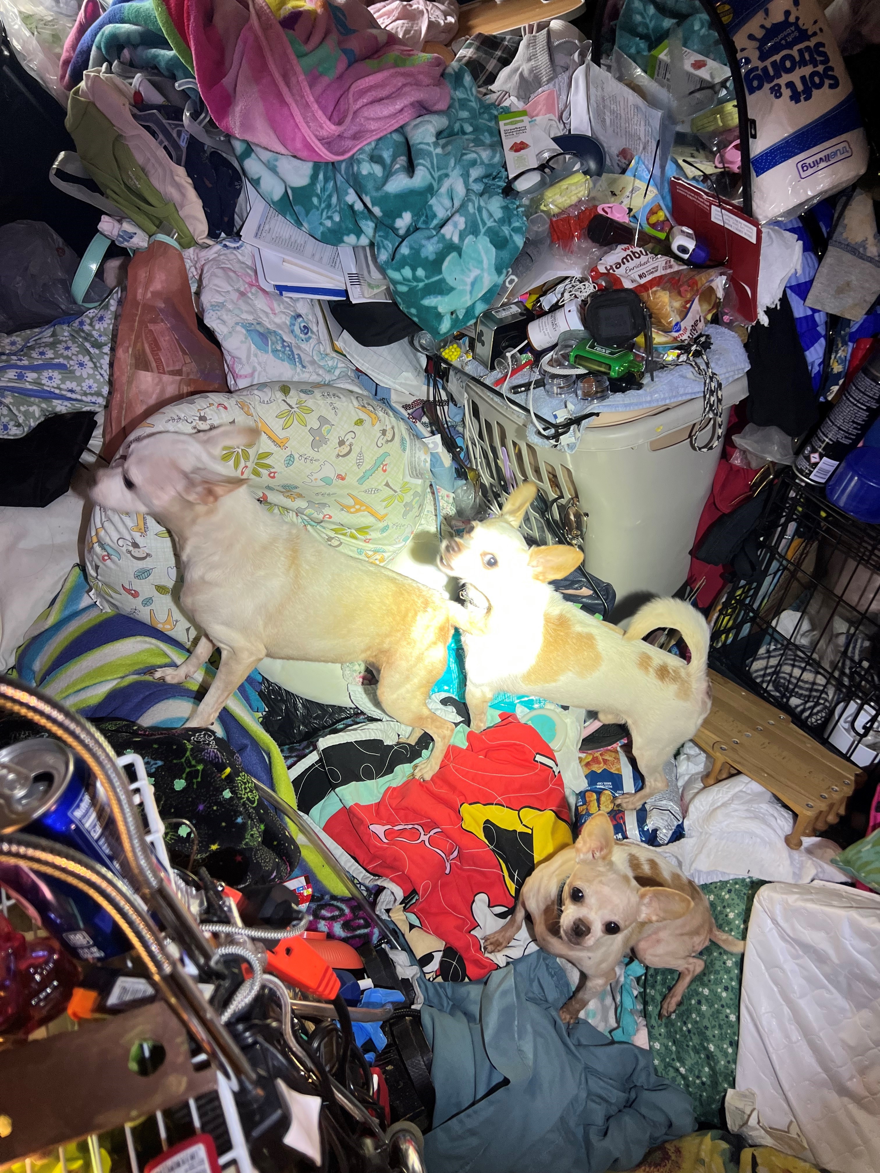 Bethel Animal Cruelty