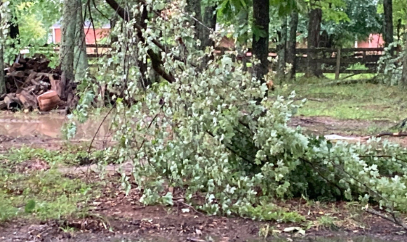 tree down 1.png